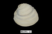 藏品(伊莎貝蛋糕簾蛤)的圖片